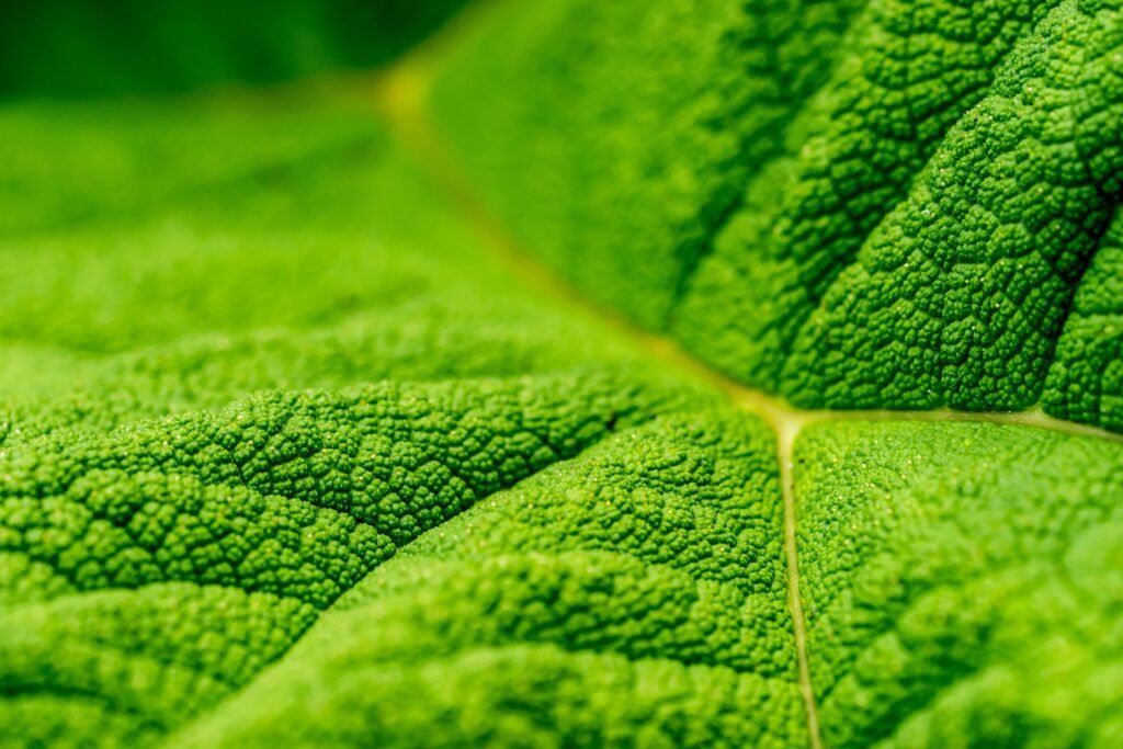 Coaching on Finding Purpose & Clarity Testimonial 1 | Close up of green leaf