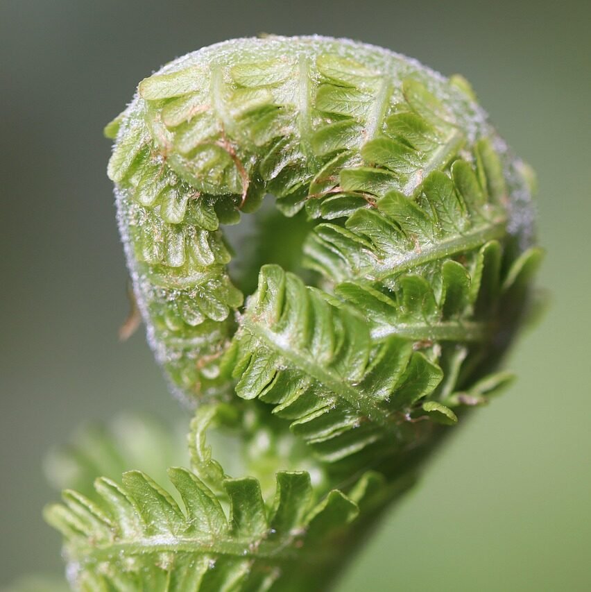 1-on-1 Life Coaching for Men & Millennials | New fern leaf uncurling