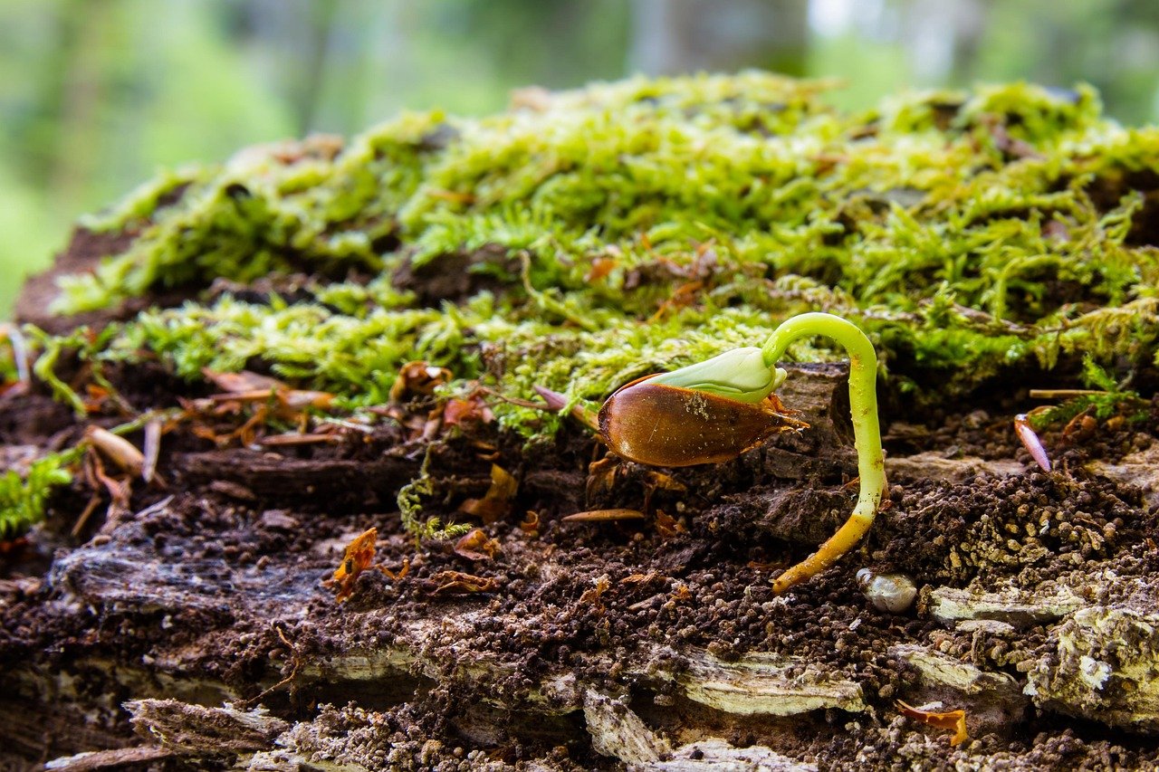 1-on-1 life coaching | Budding seed