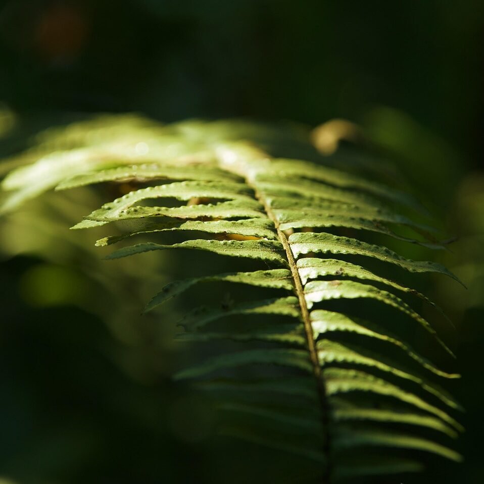 Remote Team Dynamics Consultant | Fern Leaf