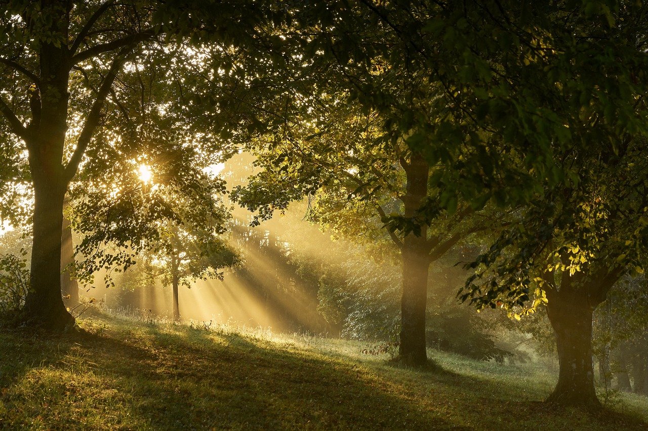 Build a thriving workplace culture | Sun through trees