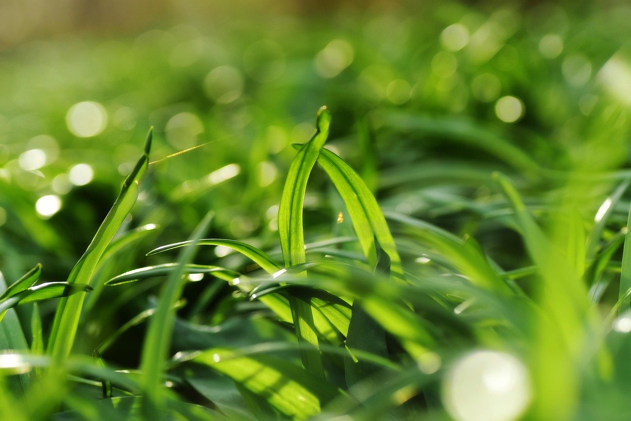 Building a Resilient and Engaged Remote Team | Grass