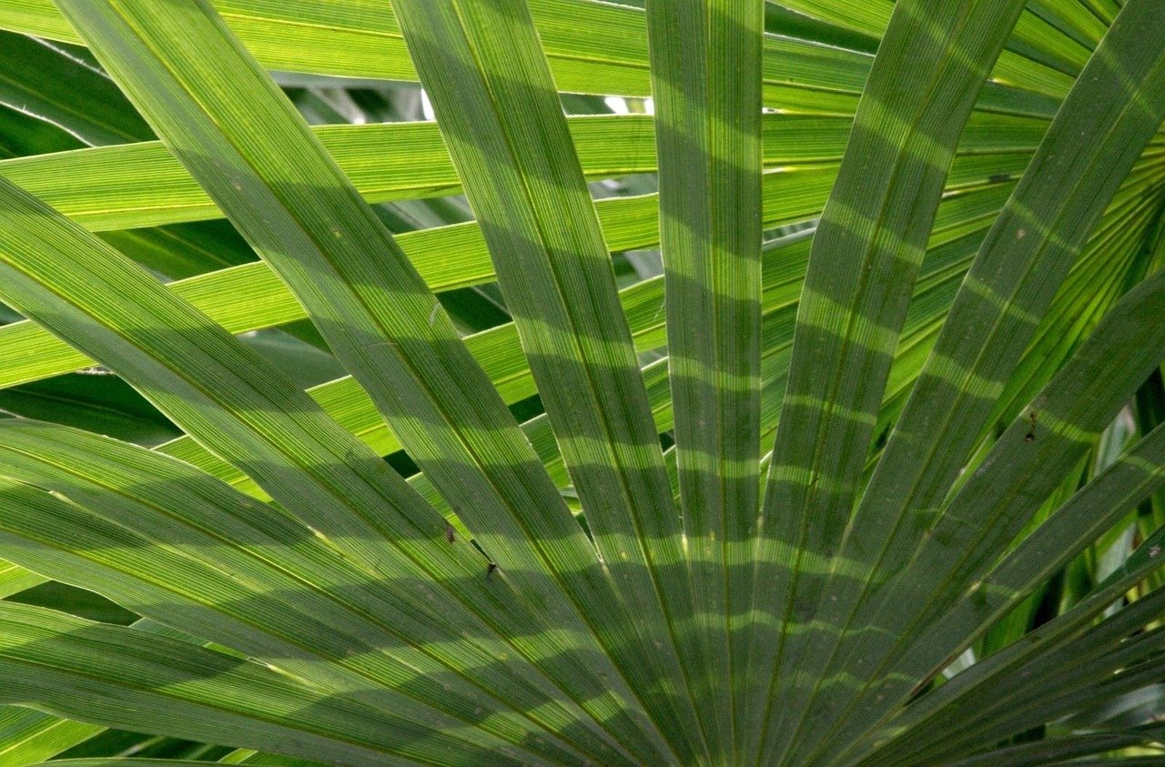 Coaching on Self-Awareness & Professional Growth Testimonial 2 | Palm Leaves Close-Up