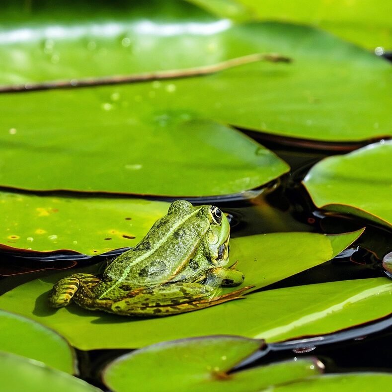 Coaching on Self-Awareness & Professional Growth Testimonial | Frog On a Lilly Pad