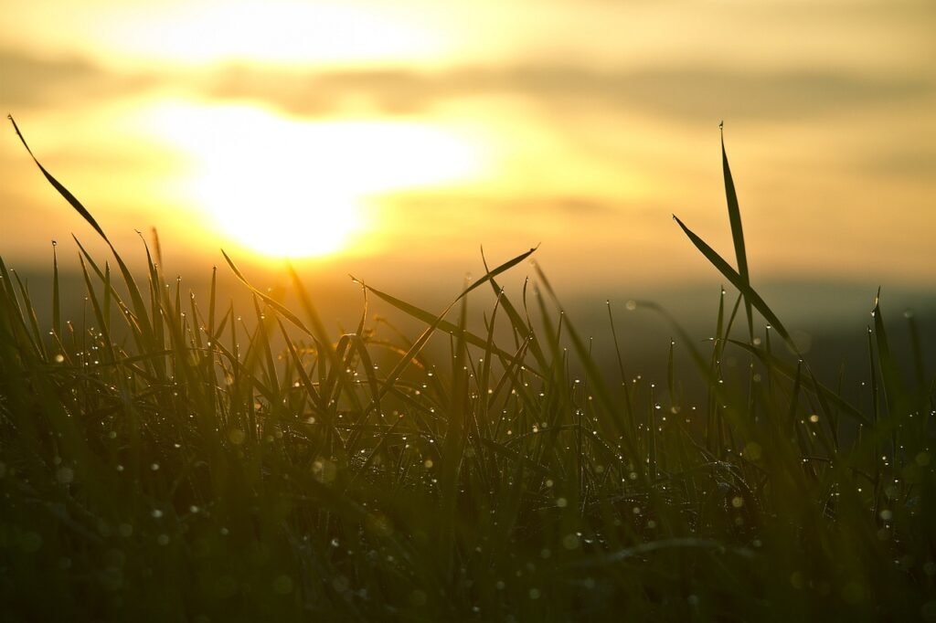 Benefits of Life Coaching | sunrise over grass