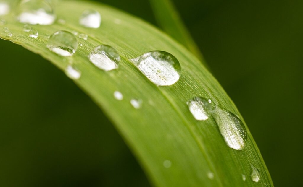 AI in Coaching | Dew on grass blade