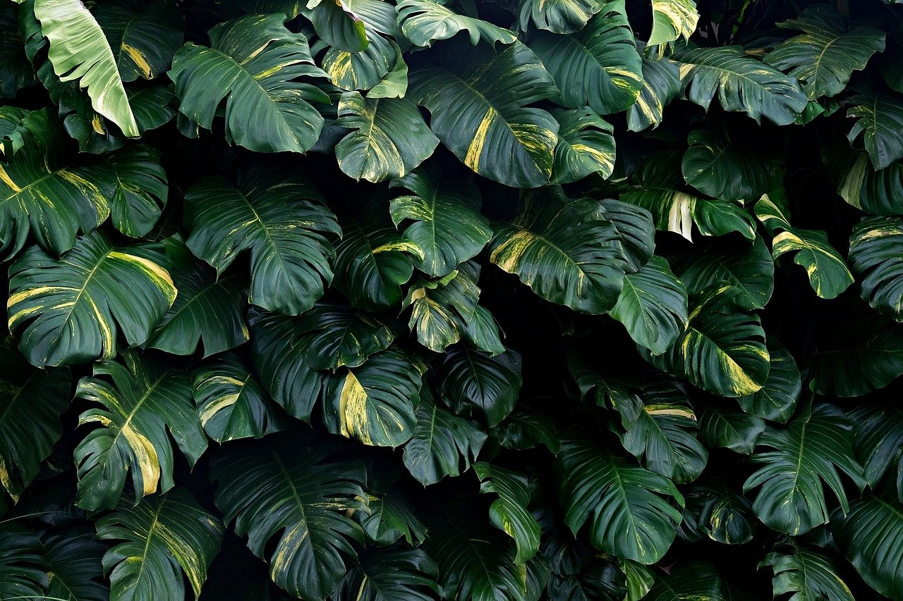 Group Life Coaching in South Africa | Monsteria wall