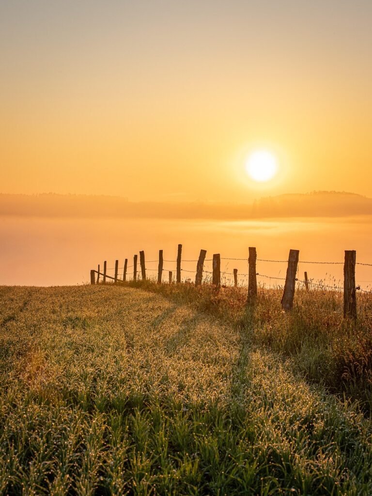 JB Life Coaching Daily Joy Break Generator | Sunrise over a field