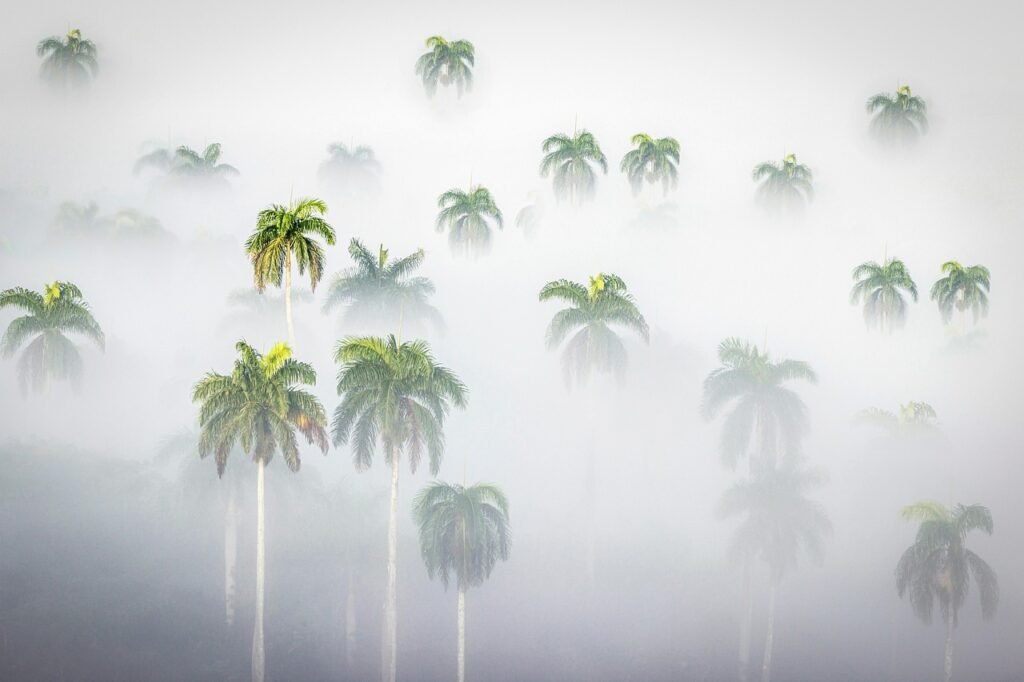 JBC Group Coaching | Palms in the Mist