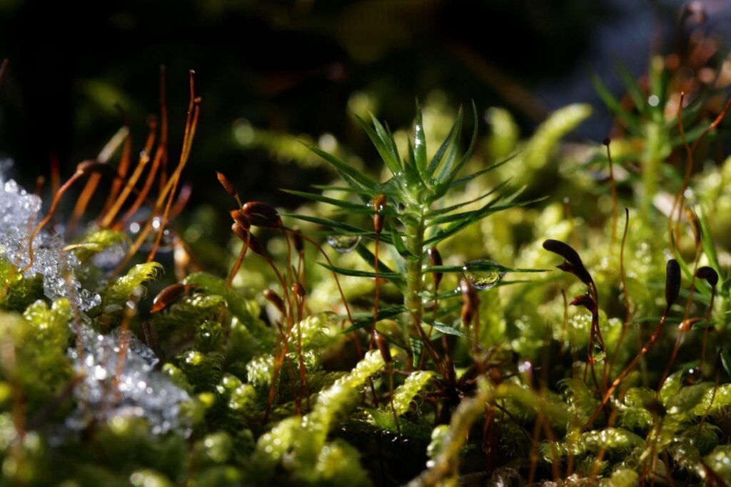 Life Coach | seedling Close-Up