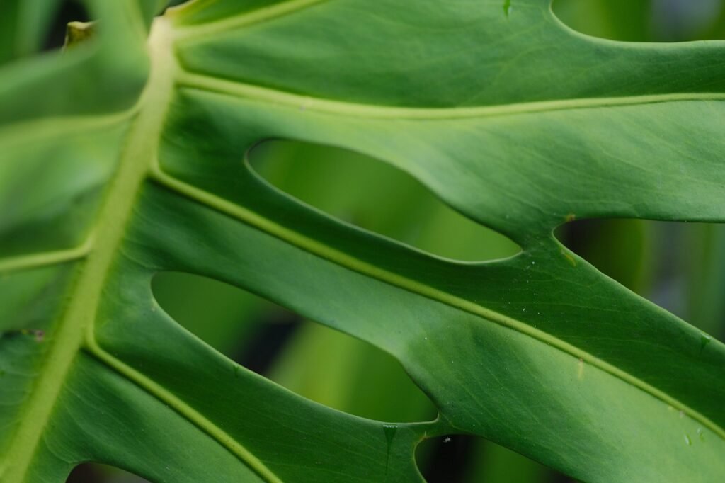 Life Coaching FAQs | Monsteria Leaf