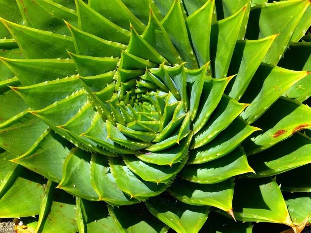 Close-up of an aloe spiral - What is Life Coaching?
