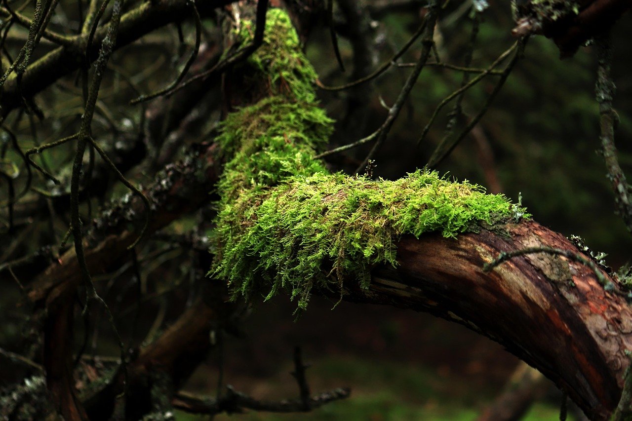 Self-Discovery Tool |  Moss on Branch