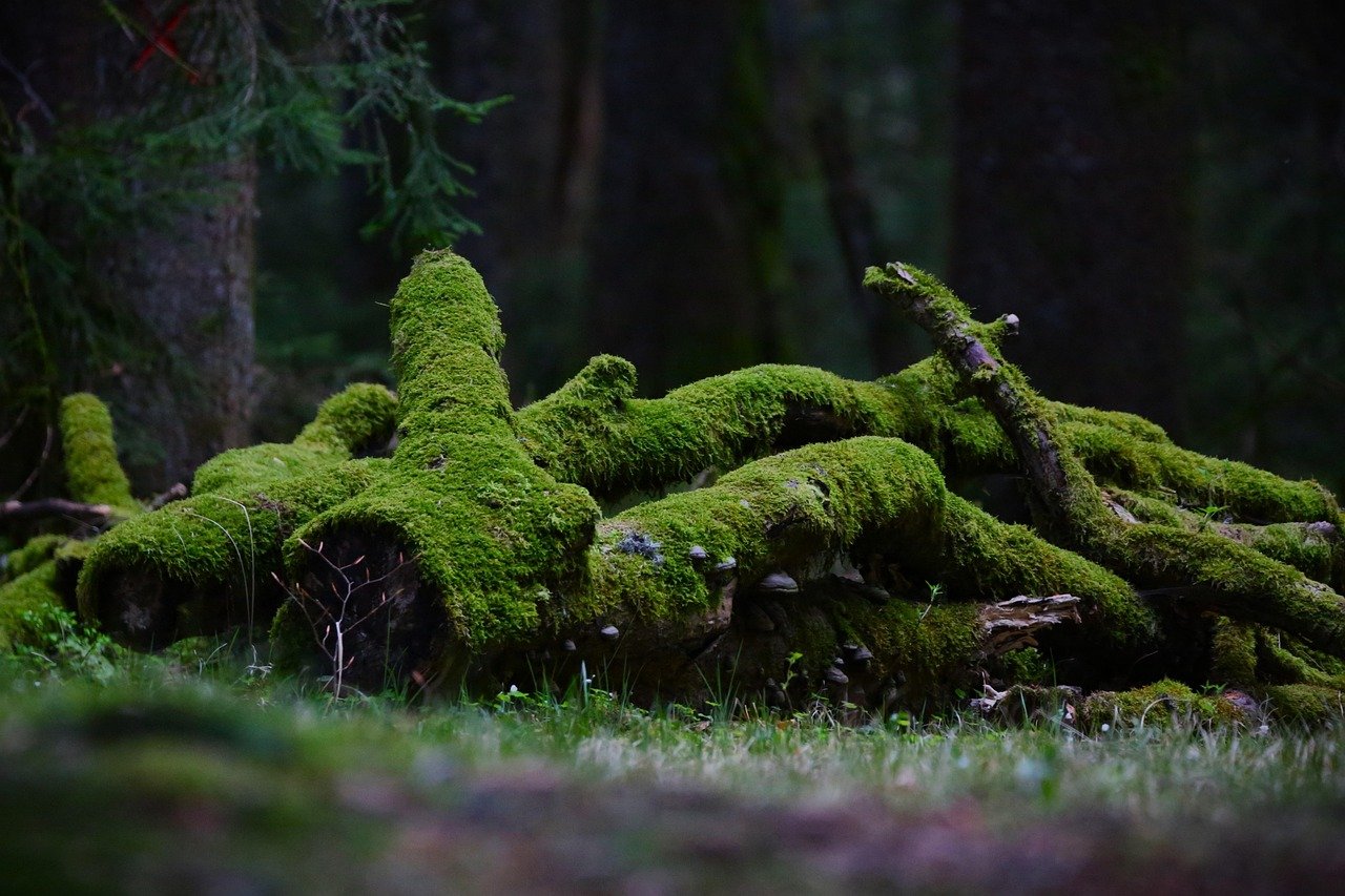 Online Group Coaching in South Africa | Moss covered stumps