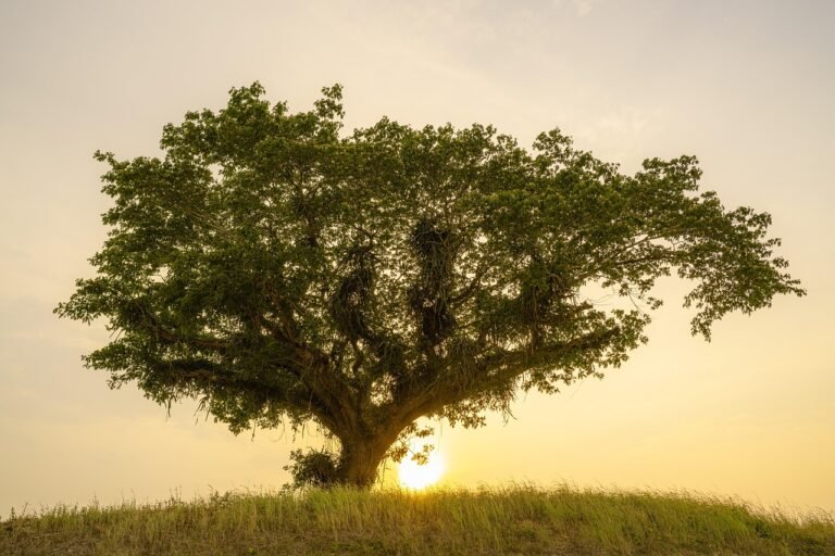 How to practise self-love | Tree and sun rise
