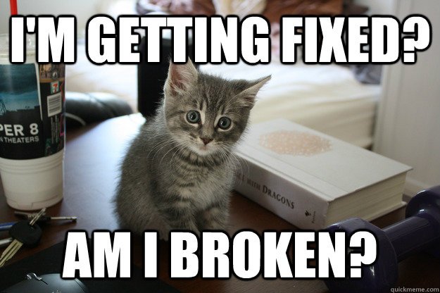 Am I Broken Cat Meme